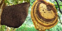 عسل را با چه چیزهایی نمی توان مصرف کرد؟