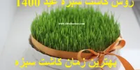 ساده ترین روش کاشت سبزه عید 1400