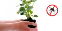آشنایی با گیاهانی با خواص دفع حشرات موذی