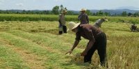 خطر سیلاب در کمین شالیزارهای شمال/پیش بینی بارش سه روزه