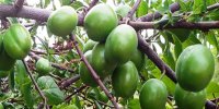 خاصیت گوجه سبز در تابستان