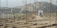 درختکاری نیم هکتار از عرصه‌ کوه نخودی با استفاده از فناوری گراوسیس