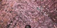 تصاویر دیدنی روز؛ از رویش شکوفه های بهاری تا خودنمایی طاووس