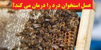 عسل استخوان درد را درمان می کند؟