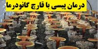 درمان پیسی با قارچ گانودرما