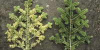باران اسیدی چگونه باعث نابودی می شود؟