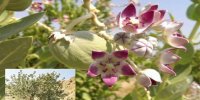 آشنایی به گیاه استبرق درمان کننده نیش مار