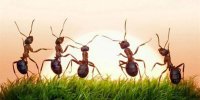 پنج درس موفقیت که باید از مورچه ها یاد گرفت