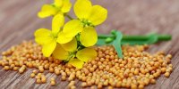  فواید معجزه آسای روغن خردل برای سلامتی، مو و پوست