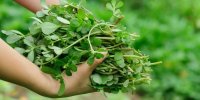 فواید و عوارض خرفه برای سلامتی را بدانید