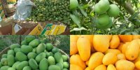 واردات انبه و موز و افزایش بیماری کرونا در استان سیستان و بلوچستان