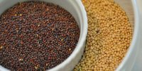 فواید شگفت انگیز دانه خردل برای سلامتی