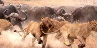 ویدیویی از راز شکار گروهی شیرها