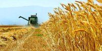 بیش از ۳۹هزار هکتار اراضی خوزستان کشت قراردادی گندم آبی شدند