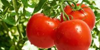 دلیل افزایش قیمت گوجه فرنگی/ 29 آبان 1400