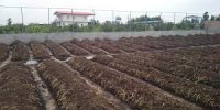دوره آموزشی تولید ورمی کمپوست در خرمشهر 