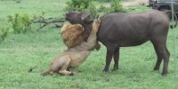 صحنه ای دیدنی از حمله انفرادی سلطان جنگل به گله بوفالوها