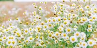 بابونه؛ گیاهی پرکاربرد و پر خاصیت در طب سنتی