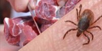 علائم تب کریمه کنگو چیست؟