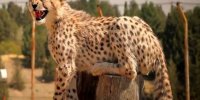 جدیدترین تصویر از پیروز