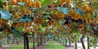 از پرنده نیوزلندی تا میوه پاییزی/ خواص فوق العاده کیوی