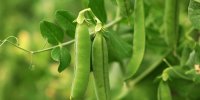 خواص عجیب لوبیا سبز برای درمان و لاغری