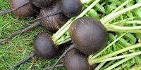 خواص شگفت انگیز ترب سیاه؛ سیاه ولی پرخاصیت