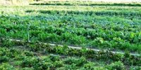 برگزاری دوره ها و کارگاه های آموزشی کشاورزی در خرمشهر