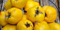 میوه «به» میوه ای سرشار از ویتامین