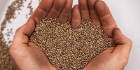 شاهدانه و کنف چیست؟ / خواص دارویی و درمانی