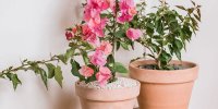 چگونه در خانه گل های کاغذی را پرورش دهیم؟