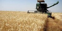 ۶۰۰ هکتار از اراضی کشاورزی خرمشهر به زیر کشت تابستانه رفت