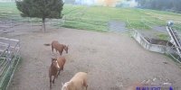 فیلم / برخورد خیره کننده  صاعقه به حصار برقی و به دنبال آن آتش سوزی در مزرعه پرورش اسب