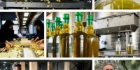 پیش بینی می‌کنیم امسال ۲۶ هزار تُن میوه زیتون از باغات گیلان برداشت شود.
