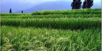 ضرورت آسان‌سازی کشاورزی از سوی دولت/۳۰ درصد کشاورزان برنجکار هستند