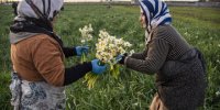 برداشت گل نرگس در کردکلا جویبار