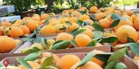 ذخیره‌سازی ۱۷ هزار تن مرکبات شب عید در ساری