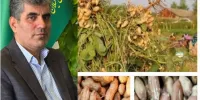 برداشت پیله خشک بادام زمینی تا مهرماه ادامه دارد