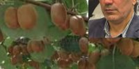 سال گذشته سهم گیلان در صادرات کیوی ۲۱۸ هزار تن بود