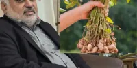 سومین جشنواره بادام زمینی در آستانه اشرفیه برگزار می شود