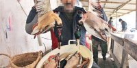شکار غیرمجاز پرندگان نایاب در فریدونکنار