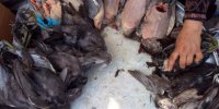 کشف لاشه ۲۰۰ قطعه پرنده در مازندران
