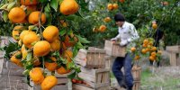 ذخیره‌سازی 150 هزار تن انواع مرکبات در مازندران