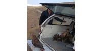 سارگپه ها و عقاب های طلایی در آسمان سراب اوج گرفتند