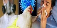 هشدار نسبت به شیوع آنفلوآنزای پرندگان در مازندران