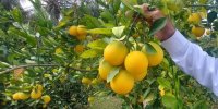 صادرات مرکبات مازندران به 15 کشور جهان