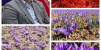 کاشت زعفران در ۲۰ هکتار از ارتفاعات سیاهکل