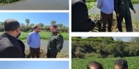 سنبل آبی تهدید جدی برای اکوسیستم ۳۵ هکتار از اراضی آبی لنگرود است