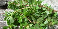 خواص اعجاب انگیز گیاه خرفه