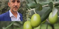 جشنواره زیتون رودبار در چهارم آذرماه برگزار می‌شود